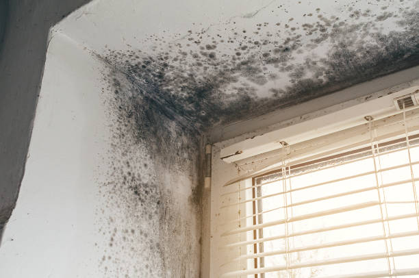 Affordable Hvac And Air Duct Mold Remediation solutions in Whitakers, NC
